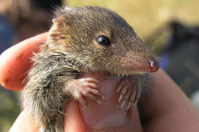 Сумчатая мышь Кимберли