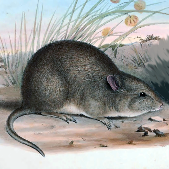 Белоухий опоссум