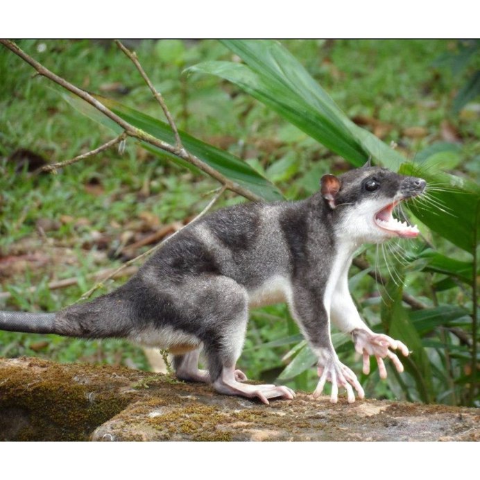 Мыши в Австралии