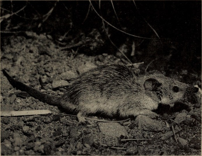 Толстохвостая Песчанка