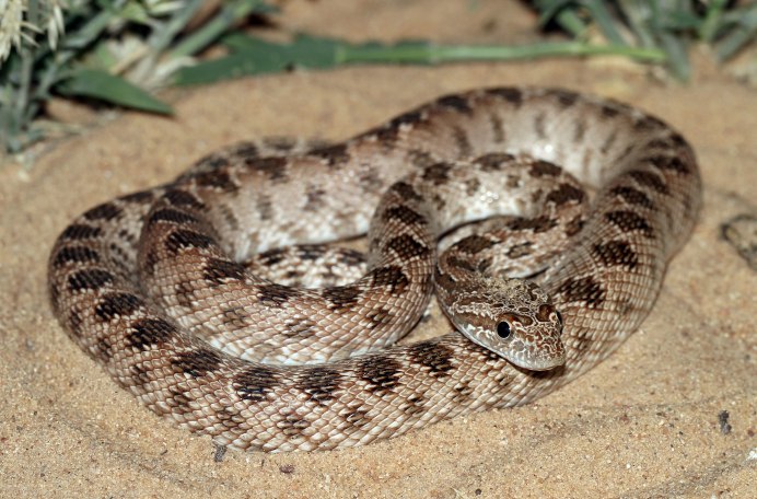 Orthriophis taeniurus
