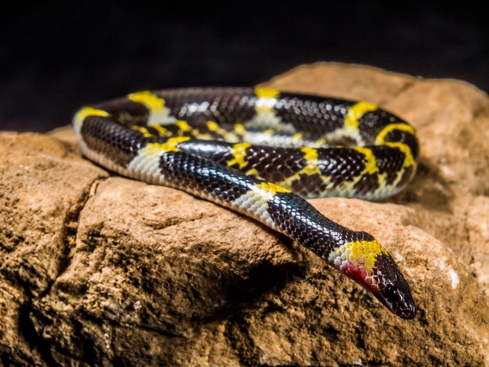 Elaphe climacophora