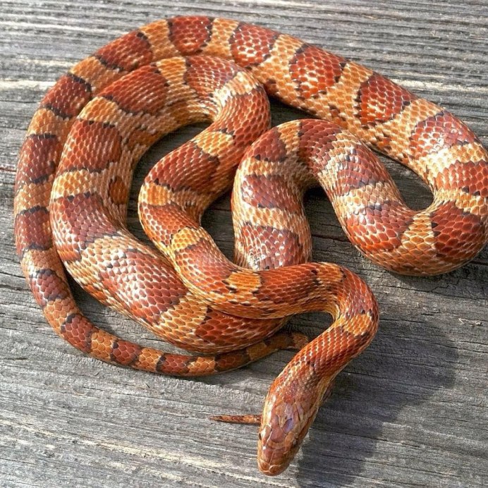 Elaphe scalaris