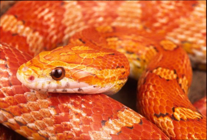 Elaphe quadrivirgata