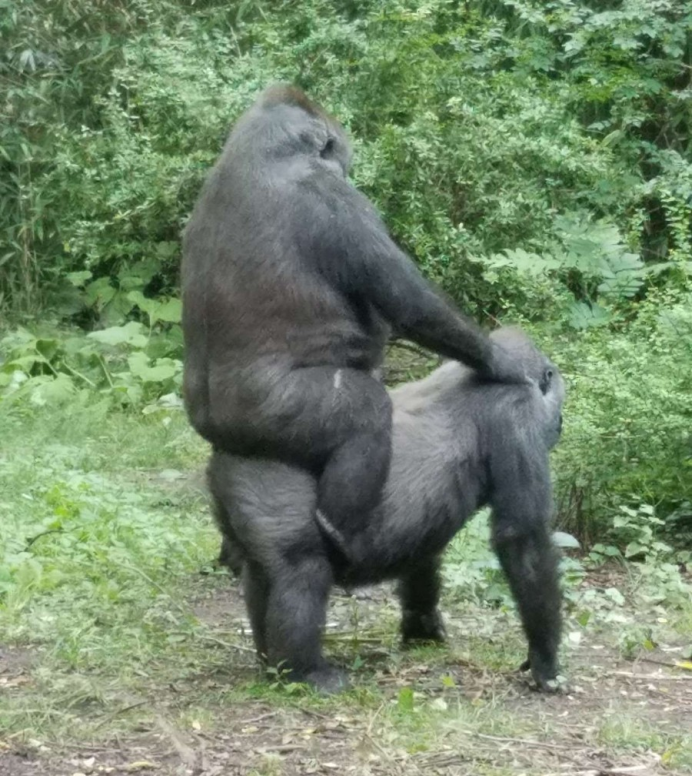 Член обезьяны