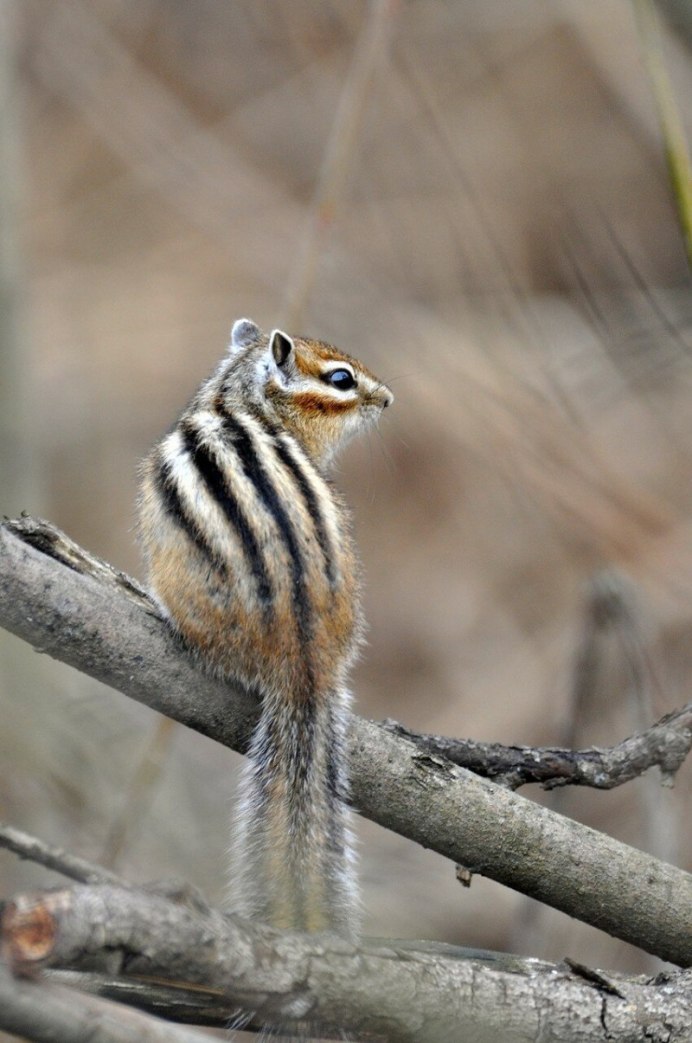 Enchanted Chipmunk фото