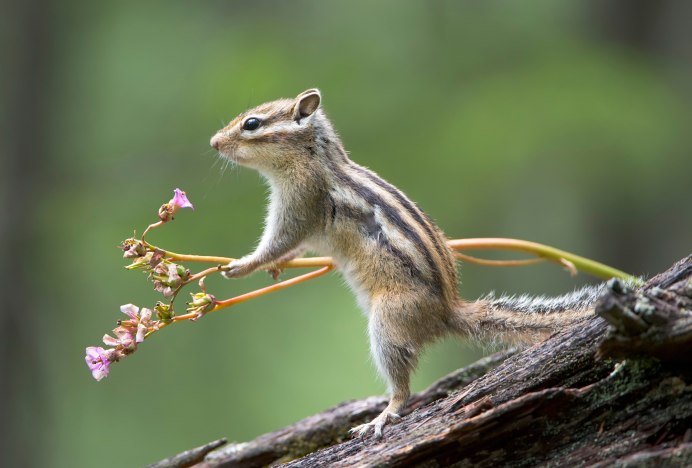 Chipmunk Stefan Baumann