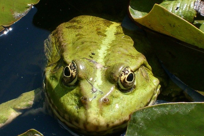Жаба-ага(лат. Rhinella Marina)