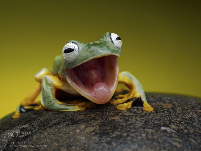 Agalychnis moreletii