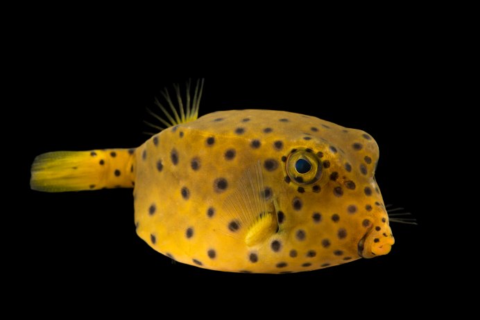 Ostracion cubicus