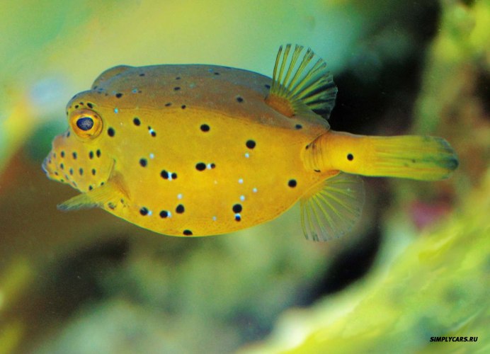 Ostracion cubicus