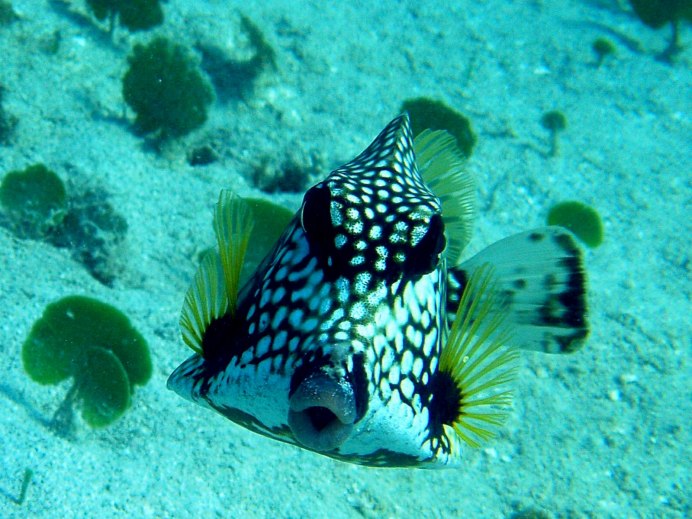 Tetrosomus gibbosus
