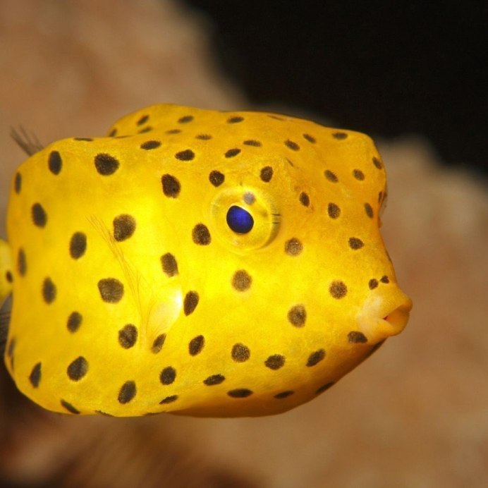 Ostracion cubicus