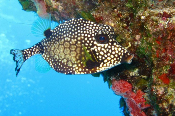 Ostracion cubicus