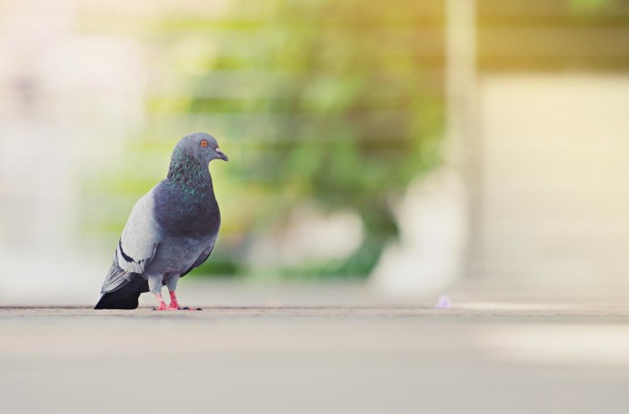 All City Pigeon