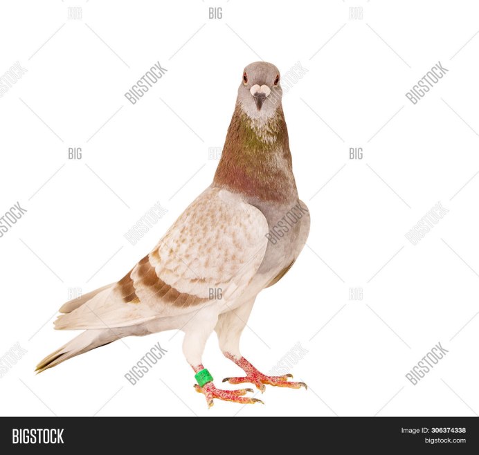Стенд Pigeon