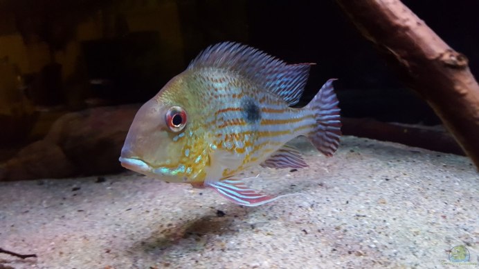 Цихлиды геофагус