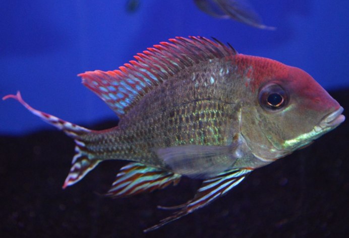 Геофагус красноголовый