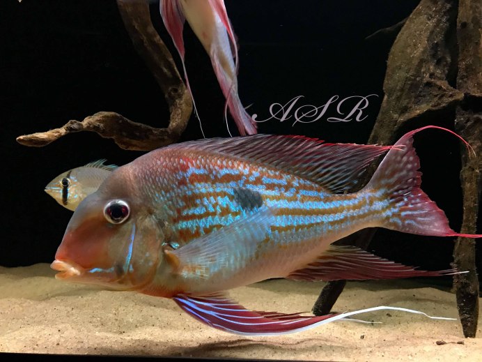 Аквар рыбки геофагус окариктисы как отличить самку от самца фото