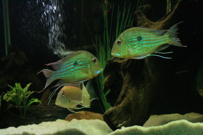 Цихлиды геофагус