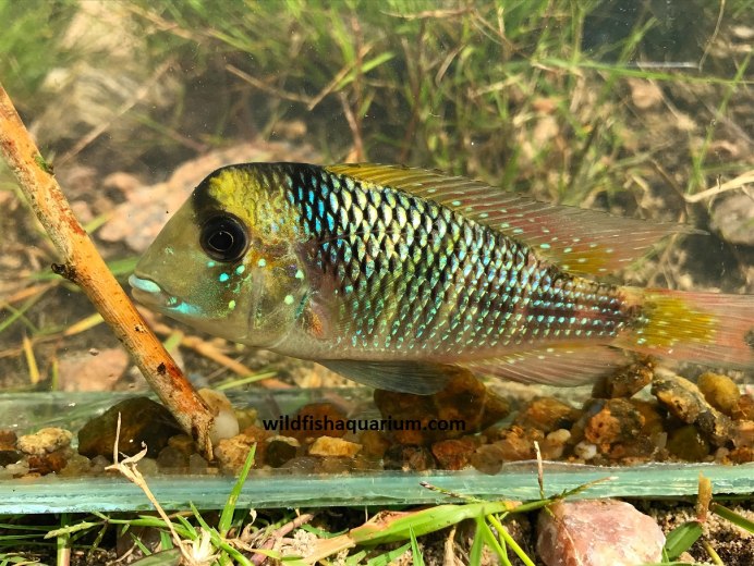 Geophagus taeniopareius