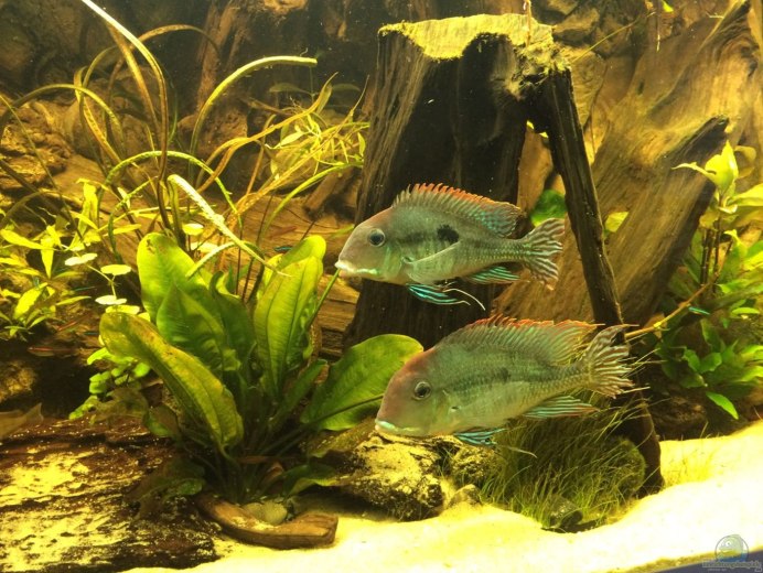 Аквариум с геофагус Тапажос