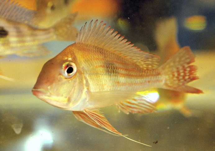 Геофагус красноголовый (Geophagus SP. Tapajos)