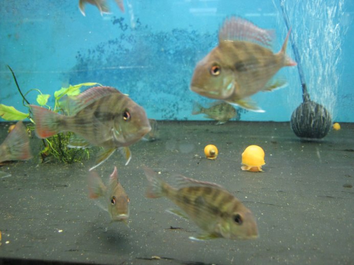 Геофагус бразильский