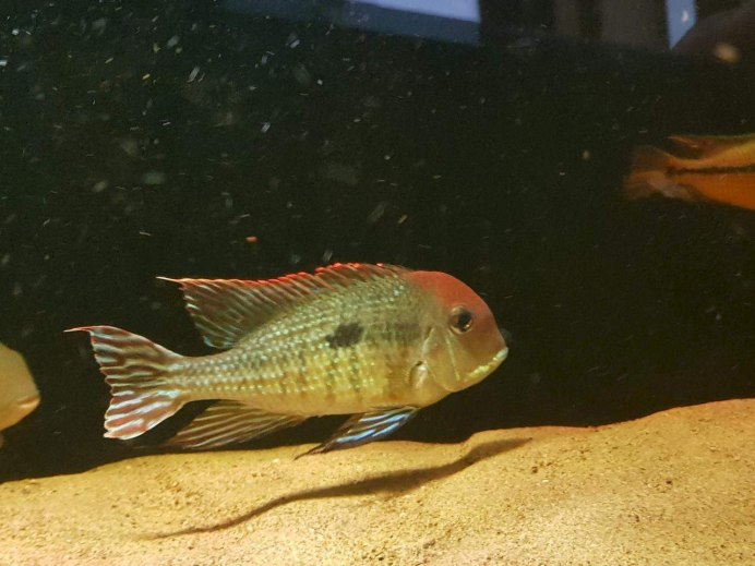 Геофагус красноголовый