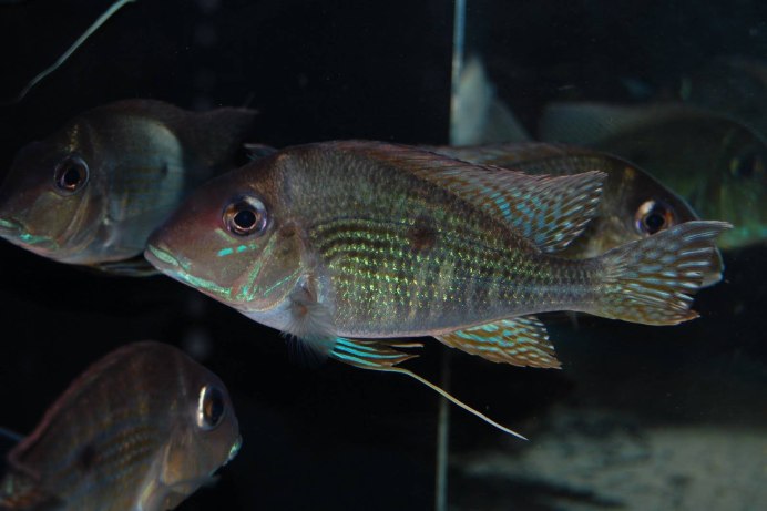 Geophagus grammepareius