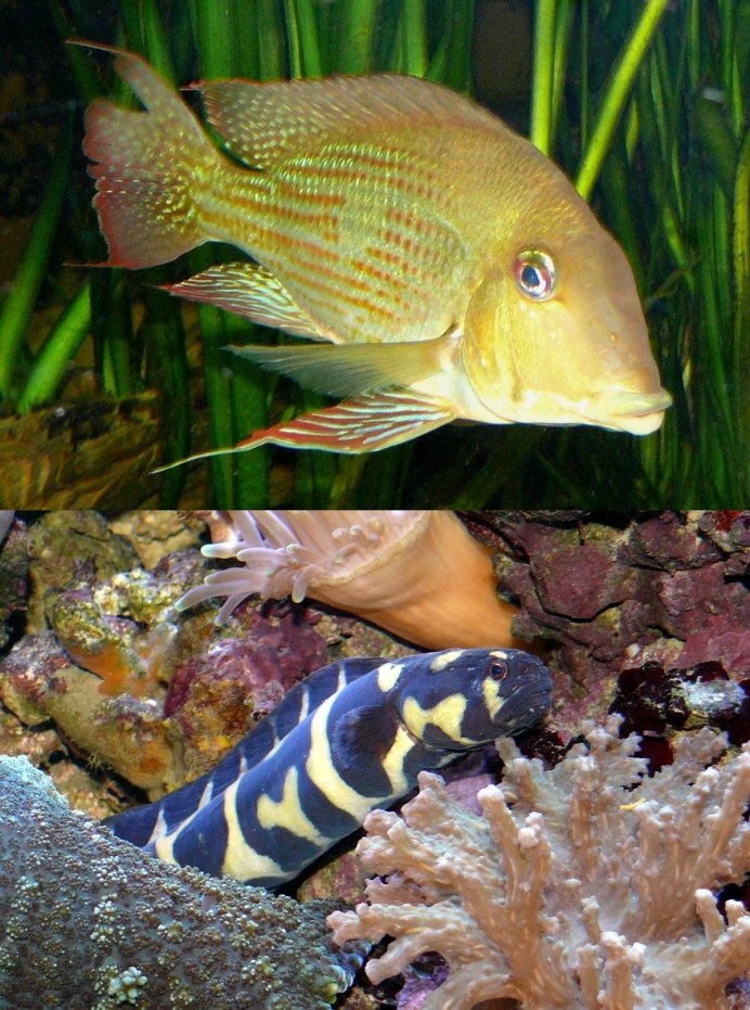 Геофагус красноголовый