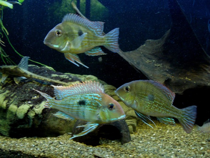 Геофагус Пеллегрини Рэд