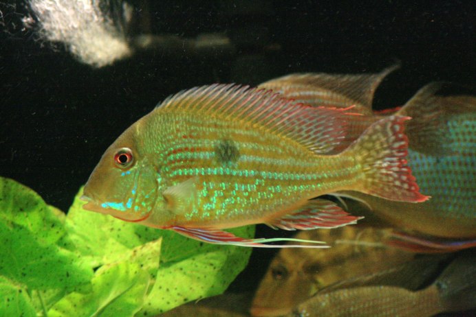 Геофагус бразильский