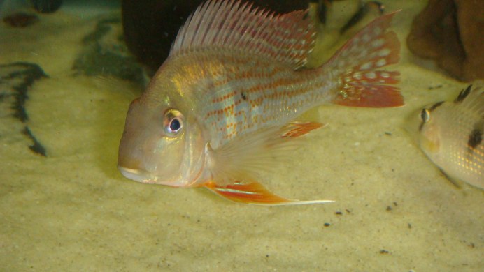 Продолжительность жизни цихлид