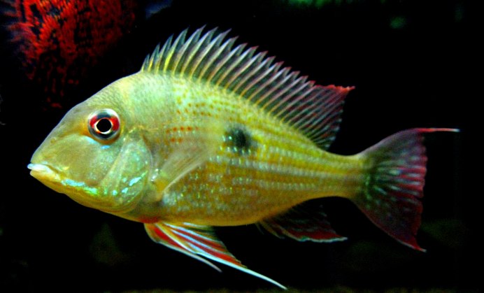 Геофагус Пеллегрини Рэд