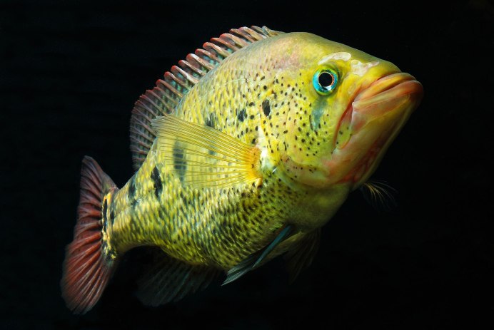 Геофагус красноголовый