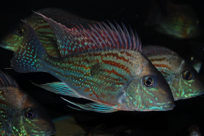 Цихлиды геофагус Штайндахнера