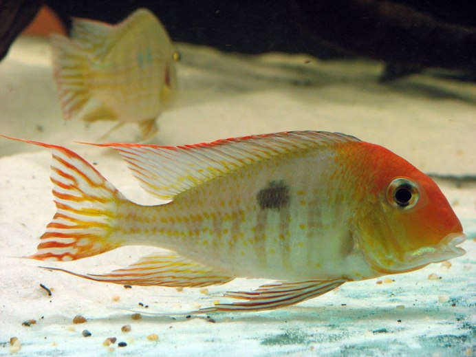 Геофагус альтифронс