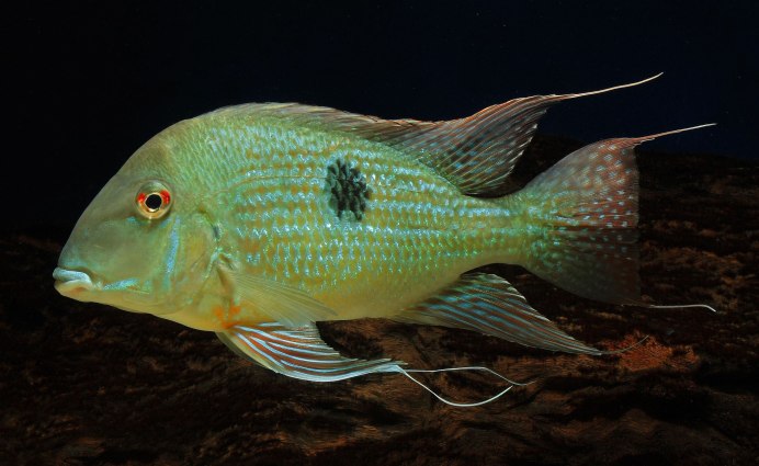 Аквариумная рыбка геофагус