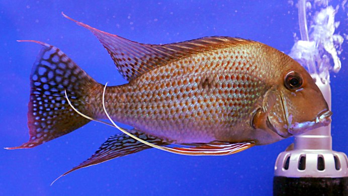 Geophagus taeniopareius