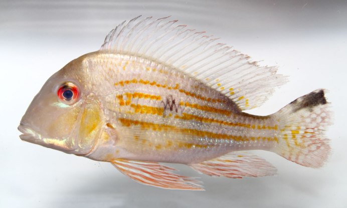 Геофагус спазм