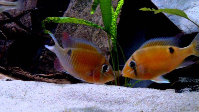 Геофагус бальзани