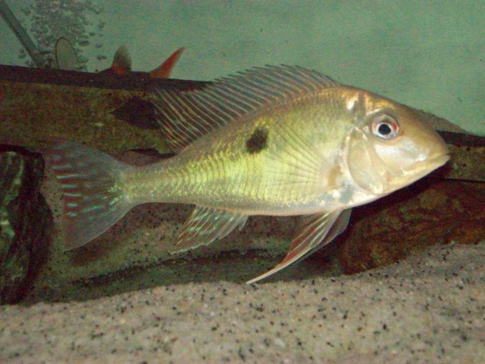 Пятнистый геофагус