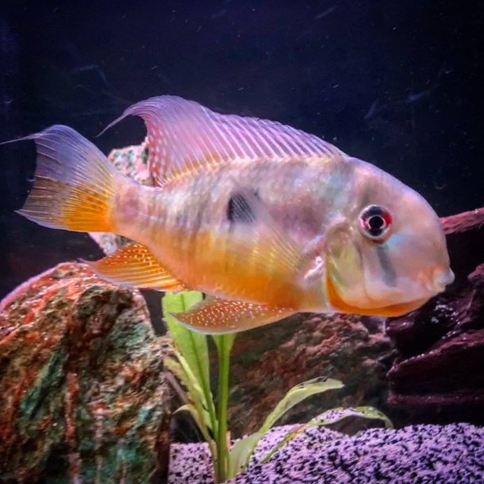 Геофагус Сальвини