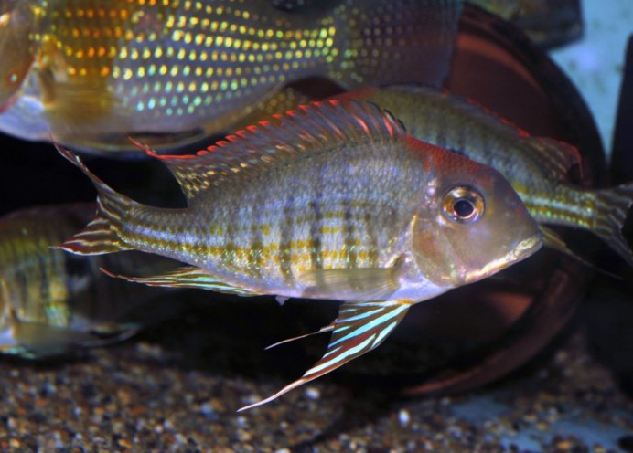 Акарихтис Хеккеля