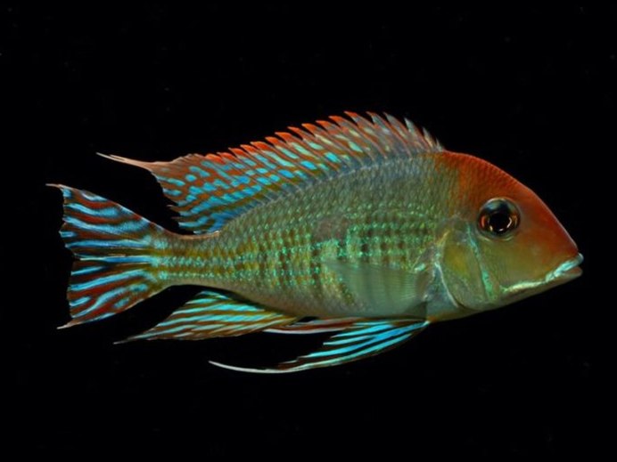 Геофагус Штайндахнера