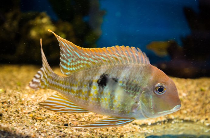 Геофагус Вайнмиллера