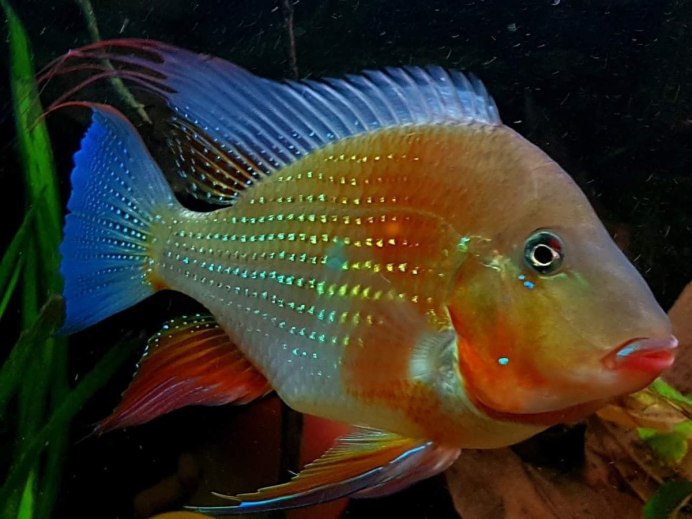 Цихлазома акара бирюзовая
