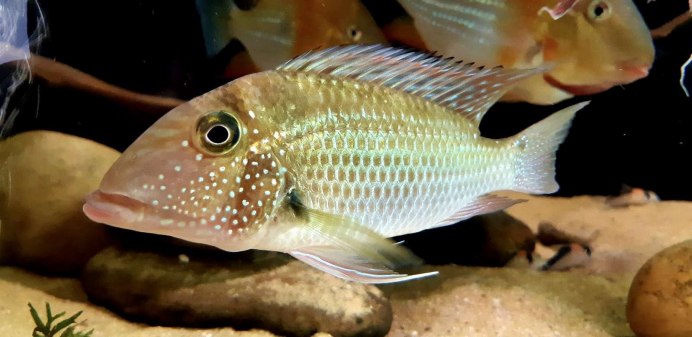 Геофагус Вайнмиллера мальки