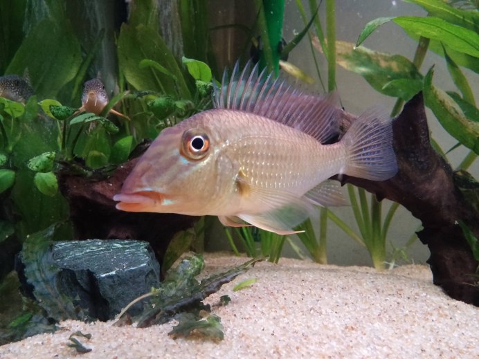 Рыбка геофагус